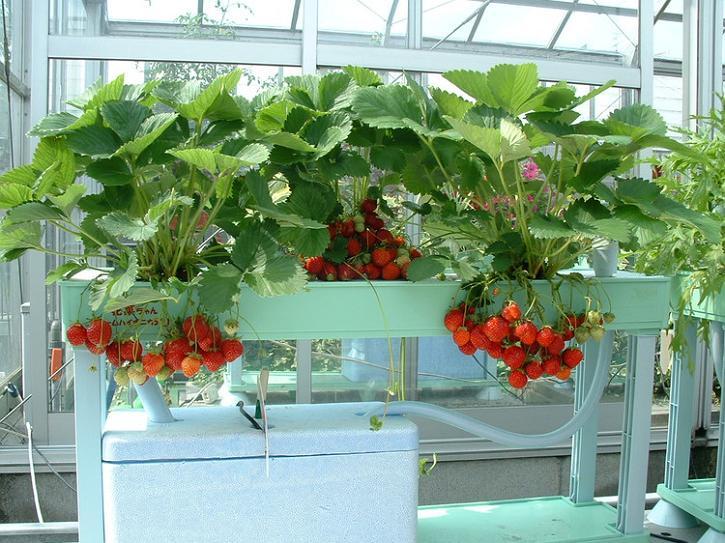 阳台改造设计—阳台盆栽蔬菜
